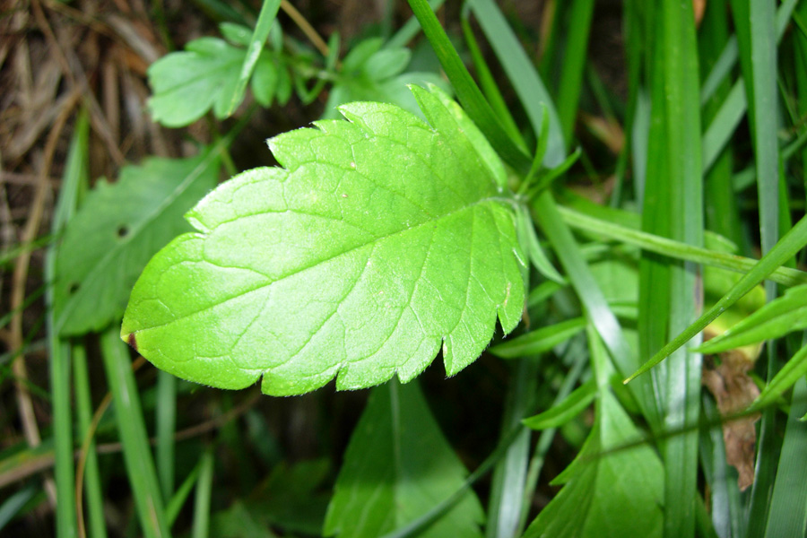 Scabiosa lucida / Vedovina alpestre